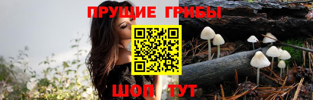 А ПВП Ачхой-Мартан
